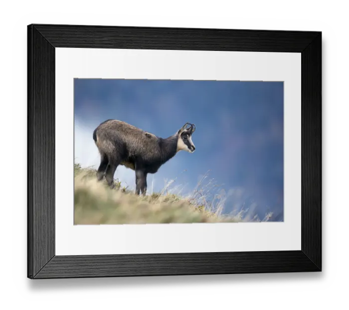 Framed Print : Chamois (Rupicapra rupicapra) Ballons des Vosges Regional Natural Park. Vosges Mountains Framed Print : Chamois (Rupicapra rupicapra) Ballons des Vosges Regional Natural Park. Vosges Mountains
