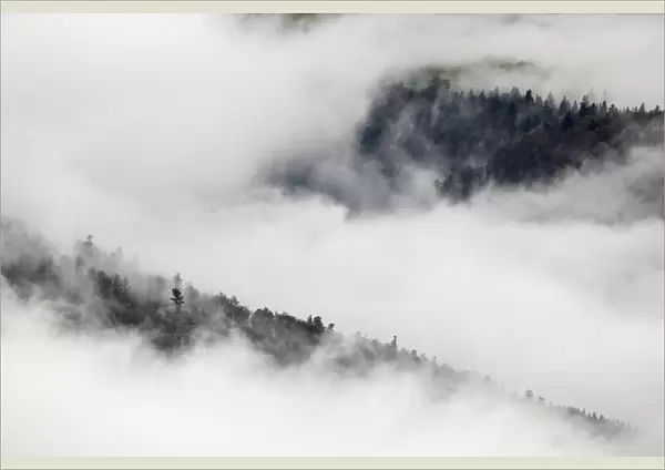 Pine trees in mist, Ballons des Vosges Regional Natural Park, Vosges Mountains, France