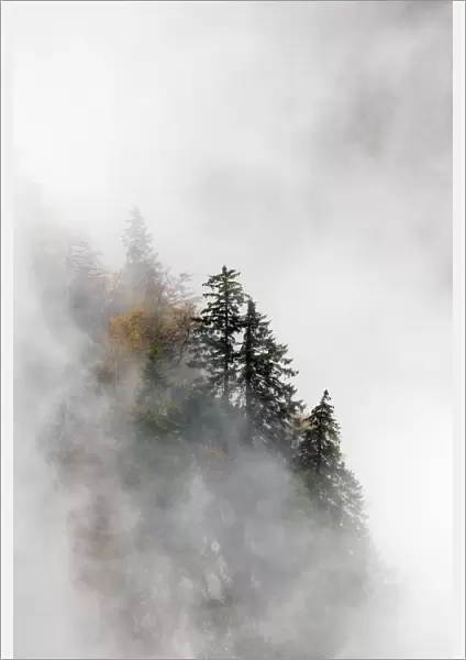 Pine trees in their landscape emerging from the clouds and mist, Ballons des Vosges