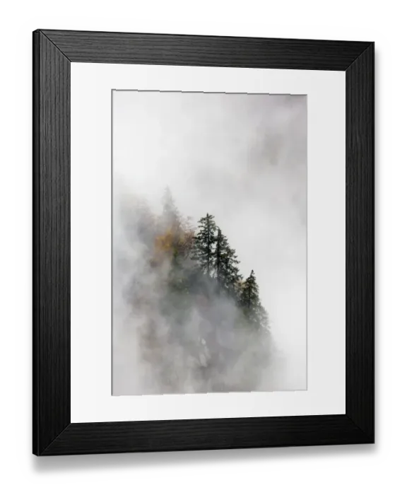 Framed Print : Pine trees in their landscape emerging from the clouds and mist, Ballons des Vosges Framed Print : Pine trees in their landscape emerging from the clouds and mist, Ballons des Vosges
