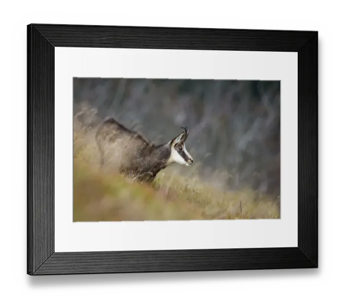 Framed Print : Chamois (Rupicapra rupicapra) Ballons des Vosges Regional Natural Park, Vosges Mountains Framed Print : Chamois (Rupicapra rupicapra) Ballons des Vosges Regional Natural Park, Vosges Mountains