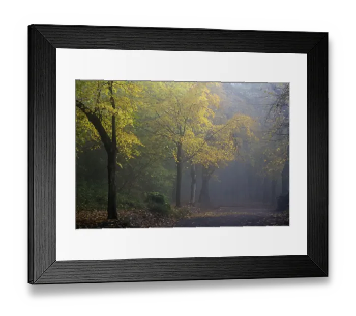 Framed Print : Lime tree (Tilia sp) avenue in autumn, Hampstead Heath, London, England, UK. November Framed Print : Lime tree (Tilia sp) avenue in autumn, Hampstead Heath, London, England, UK. November