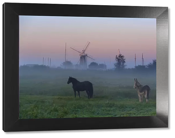 Donkey and horse on the Norfolk Broads with windmill at dawn, Norfolk, UK, October 2008