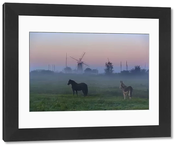 Donkey and horse on the Norfolk Broads with windmill at dawn, Norfolk, UK, October 2008