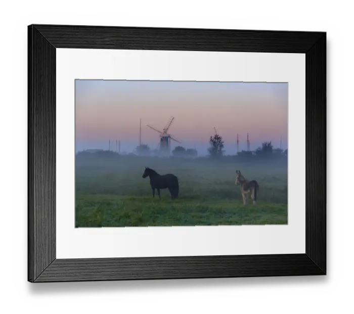 Framed Print : Donkey and horse on the Norfolk Broads with windmill at dawn, Norfolk, UK, October 2008 Framed Print : Donkey and horse on the Norfolk Broads with windmill at dawn, Norfolk, UK, October 2008