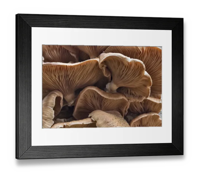 Framed Print : Honey fungus (Armillaria borealis) growing on dead birch, Sherwood Forest, Nottinghamshire