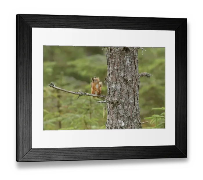 Framed Print : Red squirrel (Sciurus vulgaris) up Scots pine (Pinus sylvestris) Black Isle, Scotland, UK Framed Print : Red squirrel (Sciurus vulgaris) up Scots pine (Pinus sylvestris) Black Isle, Scotland, UK