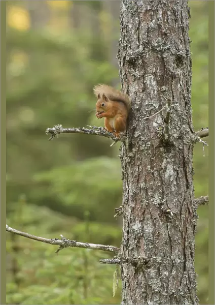 Red squirrel (Sciurus vulgaris) up Scots pine (Pinus sylvestris) Black Isle, Scotland, UK