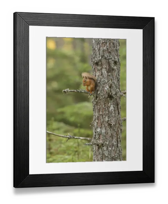 Framed Print : Red squirrel (Sciurus vulgaris) up Scots pine (Pinus sylvestris) Black Isle, Scotland, UK Framed Print : Red squirrel (Sciurus vulgaris) up Scots pine (Pinus sylvestris) Black Isle, Scotland, UK