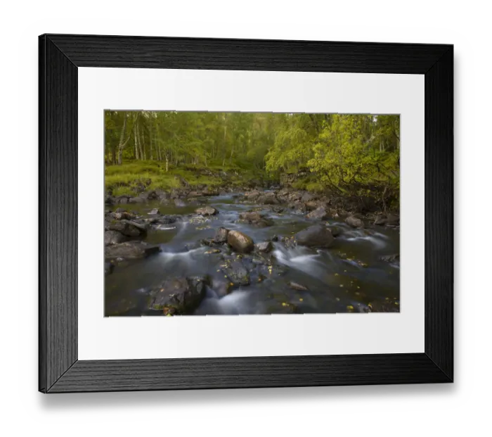 Framed Print : Birch (Betula pendula) and Alder woodland around stream flowing into Loch Beinn a Mheadhoin