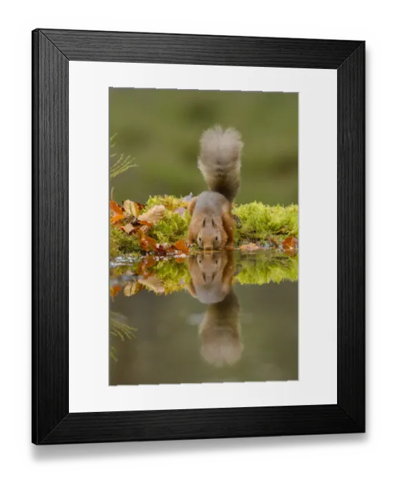 Framed Print : Red squirrel (Sciurus vulgaris) drinking from water, Black Isle, Scotland, UK. October Framed Print : Red squirrel (Sciurus vulgaris) drinking from water, Black Isle, Scotland, UK. October