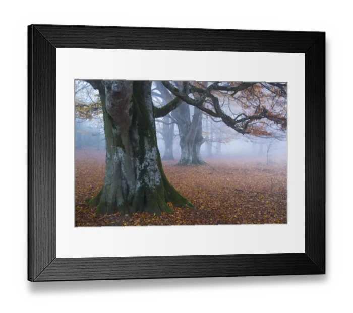 Framed Print : Beech forest (Fagus sylvatica), Urbasa Natural Park, Navarra, Spain, Europe. October 2015