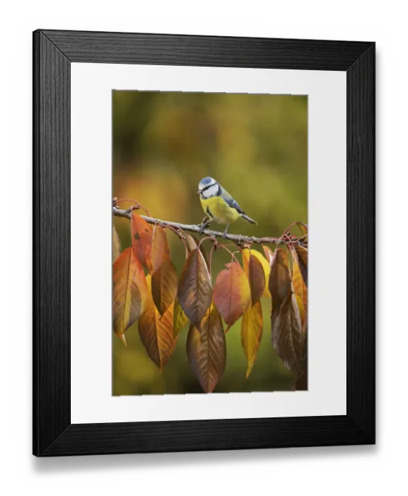 Framed Print : Blue tit (Parus caeruleus), adult perched on autumn branch of Cherry tree (Prunus sp Framed Print : Blue tit (Parus caeruleus), adult perched on autumn branch of Cherry tree (Prunus sp