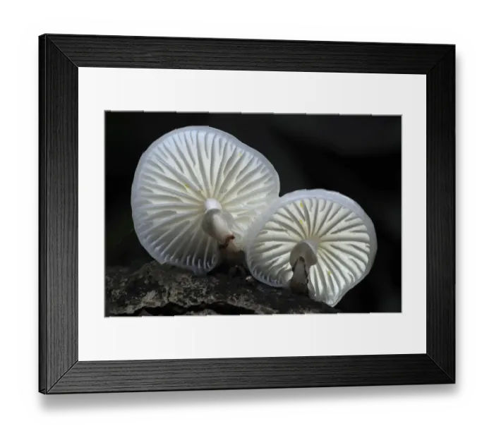 Framed Print : Porcelain toadstools (Oudemansiella mucida) New Forest, Hampshire, UK, October Framed Print : Porcelain toadstools (Oudemansiella mucida) New Forest, Hampshire, UK, October