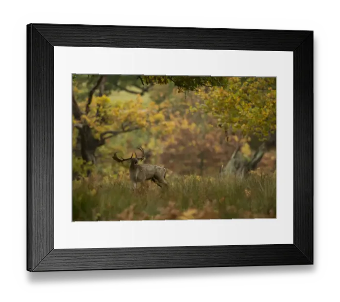 Framed Print : Fallow deer (Dama dama) buck bellowing in autumn vegetation, Bradgate Park, Leicestershire Framed Print : Fallow deer (Dama dama) buck bellowing in autumn vegetation, Bradgate Park, Leicestershire