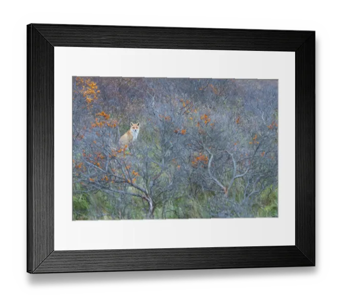 Framed Print : Red fox (Vulpes vulpes) in autumnal colours, captive Framed Print : Red fox (Vulpes vulpes) in autumnal colours, captive