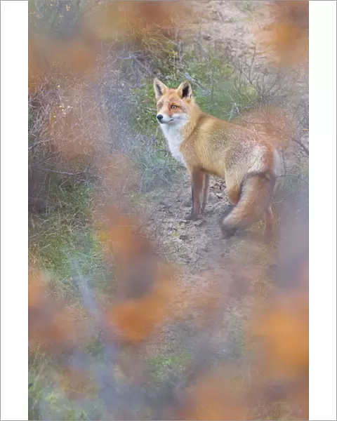 Red fox (Vulpes vulpes) in autumnal colours, captive