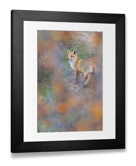 Framed Print : Red fox (Vulpes vulpes) in autumnal colours, captive Framed Print : Red fox (Vulpes vulpes) in autumnal colours, captive