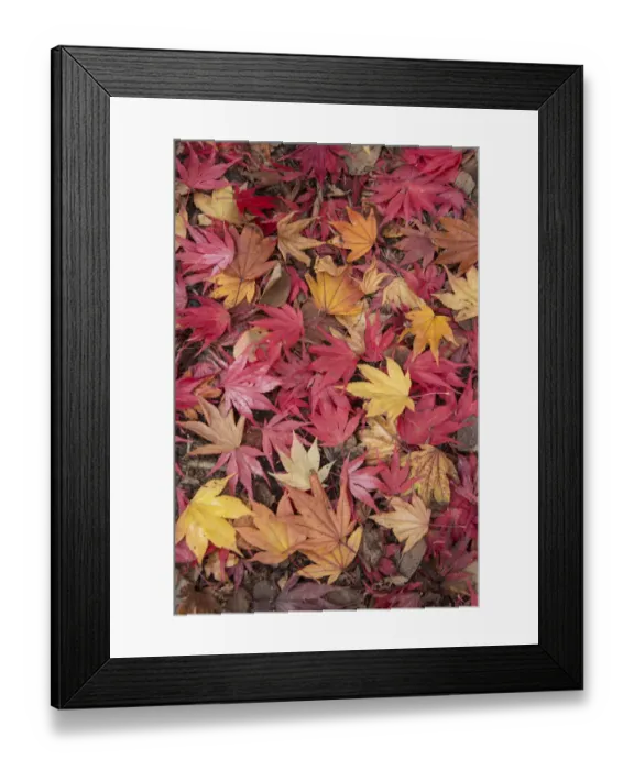 Framed Print : Fallen Maple leaves (Acer sp. ) in autumn Framed Print : Fallen Maple leaves (Acer sp. ) in autumn