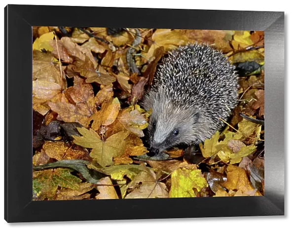 Hedgehog (Erinaceus europaeus) in leaf litter, Dorset, UK December