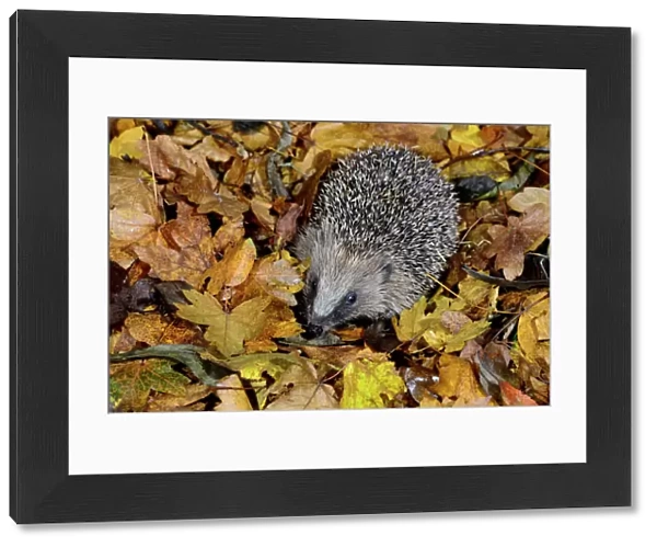 Hedgehog (Erinaceus europaeus) in leaf litter, Dorset, UK December