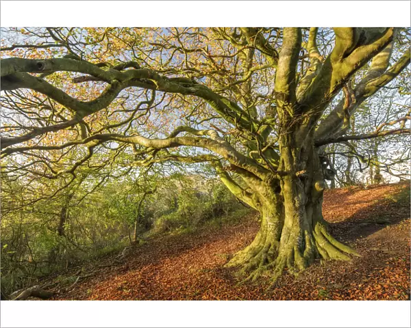 Beech tree (Fagus sylvatica) in autumn, Milborne Wick, Somerset, England, UK, November