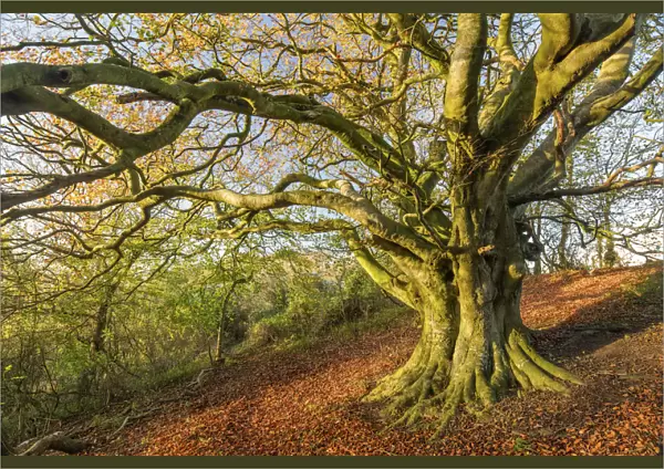Beech tree (Fagus sylvatica) in autumn, Milborne Wick, Somerset, England, UK, November