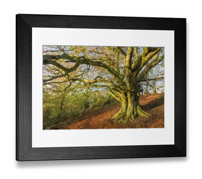 Framed Print : Beech tree (Fagus sylvatica) in autumn, Milborne Wick, Somerset, England, UK, November