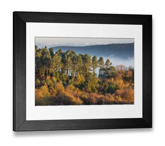 Framed Print : Autumnal trees near Webbers Post, Exmoor National Park, Somerset, England, UK Framed Print : Autumnal trees near Webbers Post, Exmoor National Park, Somerset, England, UK