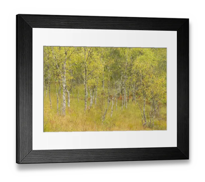 Framed Print : Silver birch (Betula pendula) trees in early autumn, Craigellachie National Nature Reserve Framed Print : Silver birch (Betula pendula) trees in early autumn, Craigellachie National Nature Reserve