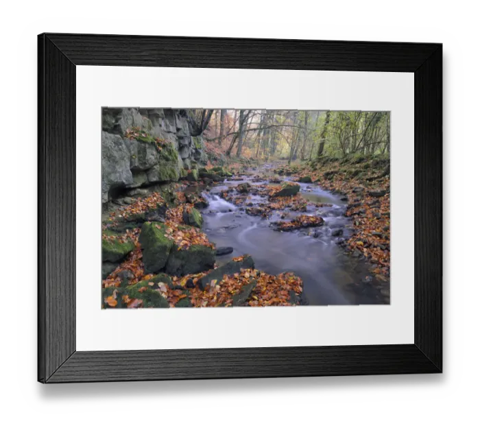 Framed Print : Stream in autumn woodland with fallen beech leaves, Lorraine, France, November Framed Print : Stream in autumn woodland with fallen beech leaves, Lorraine, France, November