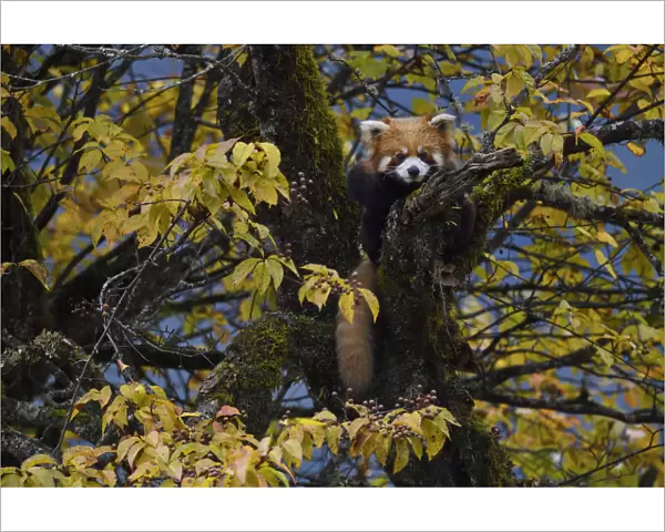 Red panda (Ailurus fulgens) Laba He National Nature Reserve, Sichuan, China