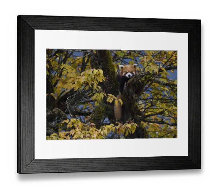 Framed Print : Red panda (Ailurus fulgens) Laba He National Nature Reserve, Sichuan, China Framed Print : Red panda (Ailurus fulgens) Laba He National Nature Reserve, Sichuan, China