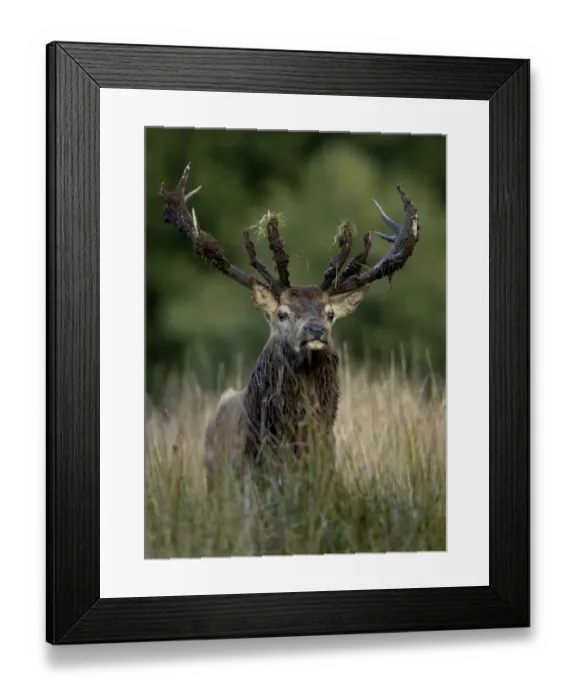 Framed Print : Red Deer (Cervus elaphus) stag after a mud bath, Bradgate Park, Leicestershire, UK, October
