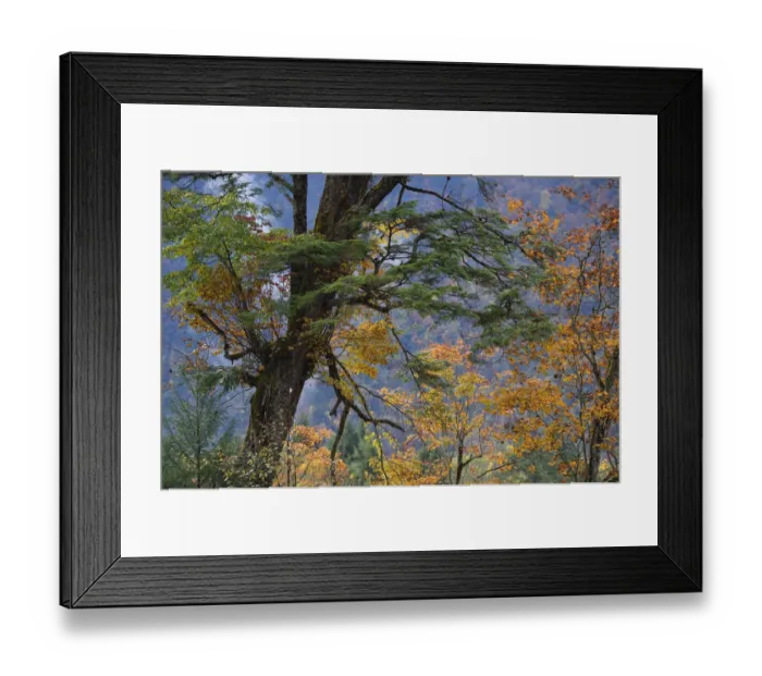 Framed Print : Tree biodiversity in autumn colours, Humid montane mixed forest, Laba He National Nature Reserve Framed Print : Tree biodiversity in autumn colours, Humid montane mixed forest, Laba He National Nature Reserve