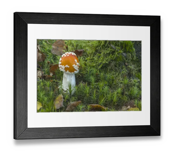 Framed Print : Fly agaric (Amanita muscaria) Peatlands Park, County Armagh, Northern Ireland, October Framed Print : Fly agaric (Amanita muscaria) Peatlands Park, County Armagh, Northern Ireland, October