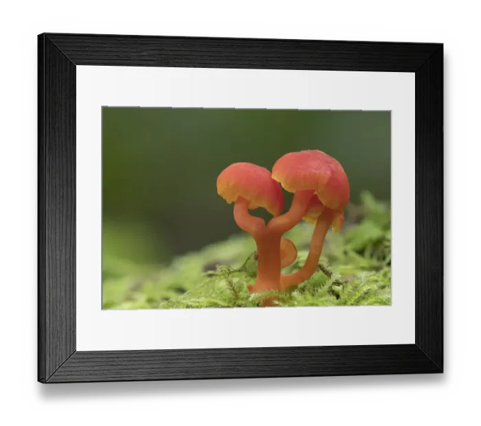 Framed Print : Spangle waxcap (Hygrocybe insipida) Peatlands Park, County Armagh, Northern Ireland, October Framed Print : Spangle waxcap (Hygrocybe insipida) Peatlands Park, County Armagh, Northern Ireland, October