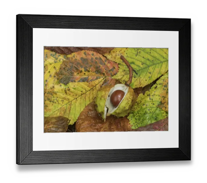 Framed Print : Horse chestnut (Aesculus hippocastanum) Clare Glen, County Armagh, Northern Ireland Framed Print : Horse chestnut (Aesculus hippocastanum) Clare Glen, County Armagh, Northern Ireland