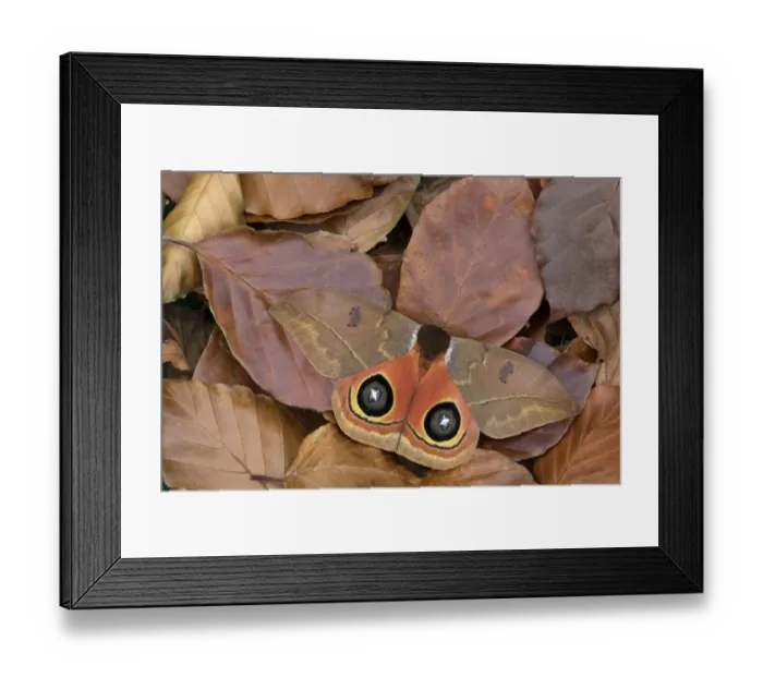 Framed Print : Saturniid moth (Automeris excreta) camouflaged in leaf litter, Guatemala Framed Print : Saturniid moth (Automeris excreta) camouflaged in leaf litter, Guatemala