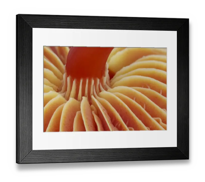 Framed Print : Underside of Scarlet waxcap fungus (Hygrocybe coccinea), showing stipe and gills. Monmouthshire Framed Print : Underside of Scarlet waxcap fungus (Hygrocybe coccinea), showing stipe and gills. Monmouthshire