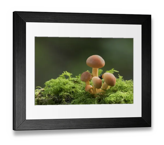 Framed Print : Sulphur tuft mushroom (Hypholoma fasciculare) Clare Glen, County Armagh, Northern Ireland Framed Print : Sulphur tuft mushroom (Hypholoma fasciculare) Clare Glen, County Armagh, Northern Ireland