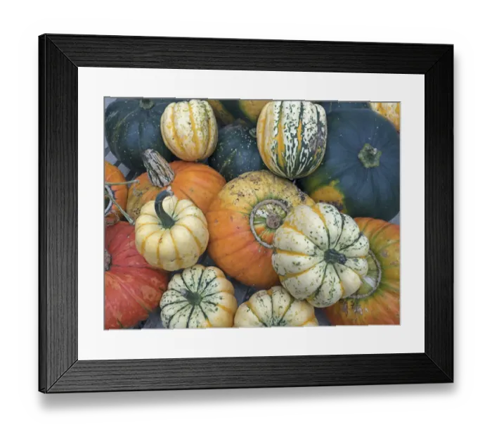 Framed Print : Turban squash (Cucurbita) and other mixed squashes Framed Print : Turban squash (Cucurbita) and other mixed squashes
