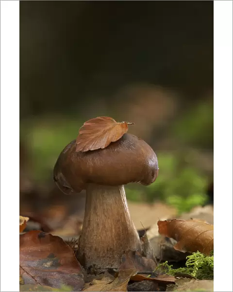 Bruising webcap mushroom (Cortinarius purpurascens) Annagarriff Wood NNR, Peatlands Park