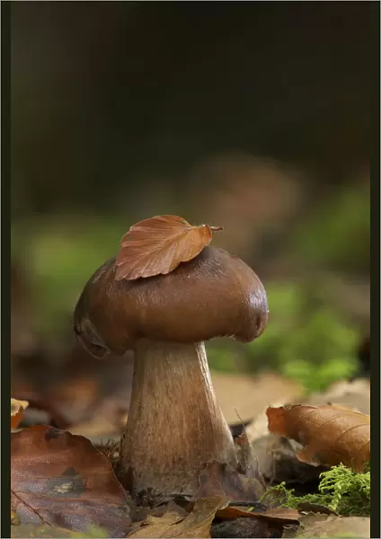 Bruising webcap mushroom (Cortinarius purpurascens) Annagarriff Wood NNR, Peatlands Park