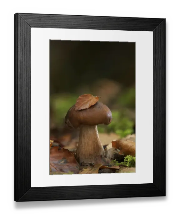 Framed Print : Bruising webcap mushroom (Cortinarius purpurascens) Annagarriff Wood NNR, Peatlands Park Framed Print : Bruising webcap mushroom (Cortinarius purpurascens) Annagarriff Wood NNR, Peatlands Park