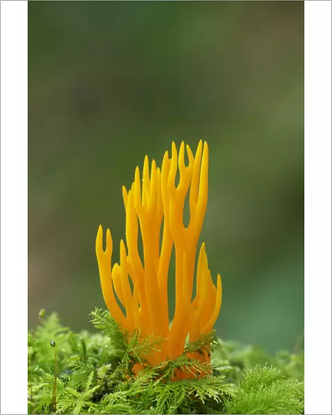 Yellow stagshorn fungus (Calocera viscosa) Tollymore Forest, County Down, Northern Ireland
