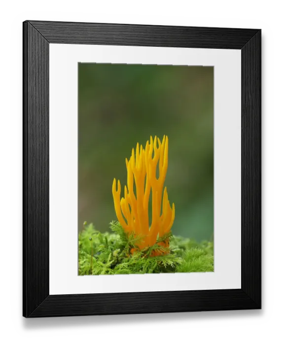 Framed Print : Yellow stagshorn fungus (Calocera viscosa) Tollymore Forest, County Down, Northern Ireland Framed Print : Yellow stagshorn fungus (Calocera viscosa) Tollymore Forest, County Down, Northern Ireland