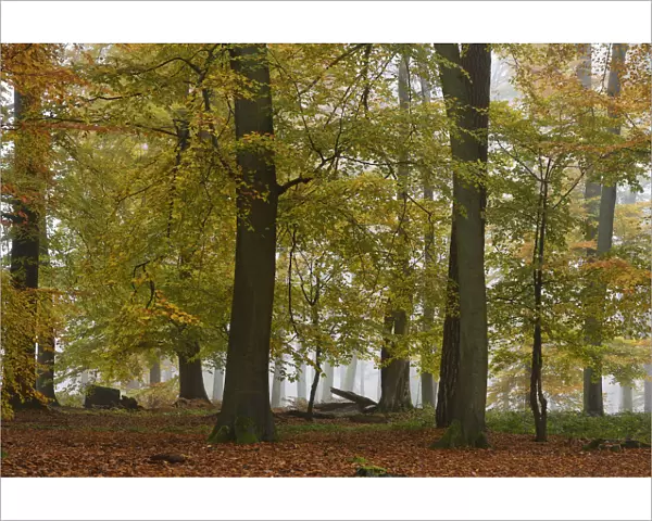 European beech trees (Fagus sylvatica) in autumn mist, Retz Forest, Aisne, Picardy