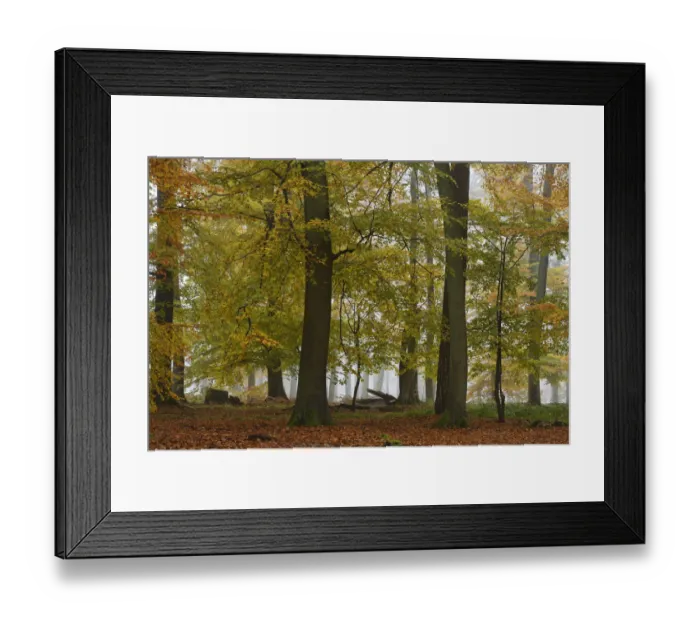 Framed Print : European beech trees (Fagus sylvatica) in autumn mist, Retz Forest, Aisne, Picardy Framed Print : European beech trees (Fagus sylvatica) in autumn mist, Retz Forest, Aisne, Picardy