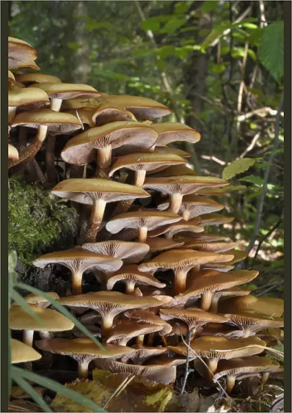 Large clump of Honey fungus (Armillaria mellea) growing on a treestump in deciduous woodland